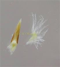  Stamen and Fringed Scale